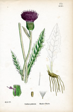 Meadow Thistle