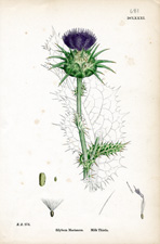 Milk Thistle
