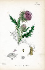 Musk Thistle
