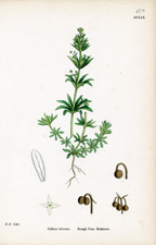 Rough Corn Bedstraw