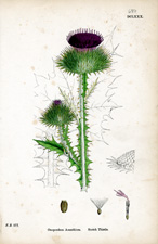 Scotch Thistle