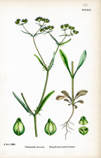 Sharp-fruited Lamb's-Lettuce