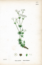 Slender Bedstraw