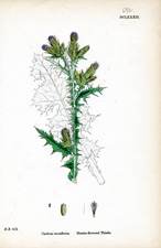 Slender-flowered Thistle