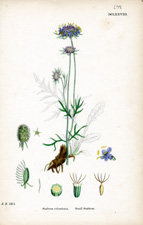 Small Scabious
