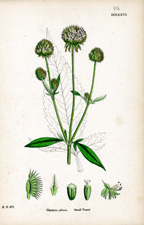 Small Teasel