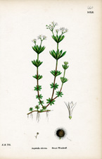 Sweet Woodruff
