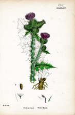 Welted Thistle