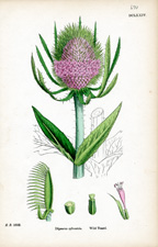 Wild Teasel