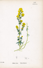Yellow Bedstraw