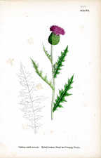 Hybrid between Dwarf and Creeping Thistles