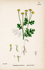Common Feverfew