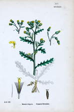 Common Groundsel
