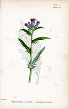 Common Saw-wort
