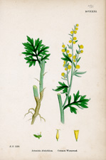Common Wormwood