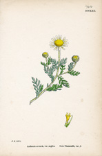 Corn Chamomile