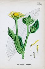 Elecampane