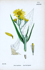 Great Fen Ragwort