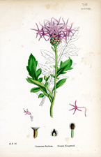 Greater Knapweed