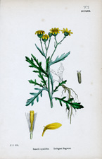 Inelegant Ragwort