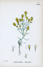 Marsh Cudweed