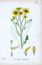 Marsh Ragwort