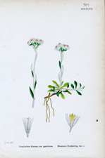 Mountain Everlasting