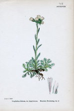 Mountain Everlasting