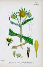 Nodding Bur-Marygold