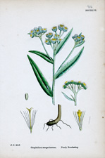 Pearly Everlasting