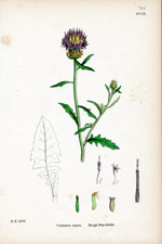 Rough Star-thistle