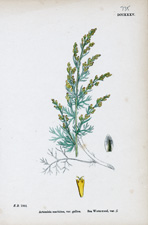 Sea Wormwood