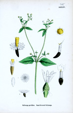 Small-flowered Galinsoga