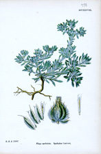 Spathulate Cudweed