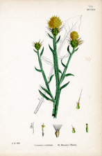 St. Barnaby's Thistle