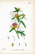 Star-thistle
