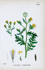 Stinking Groundsel