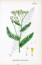 Tansy-leaved Yarrow