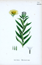 Willow-leaved Inula