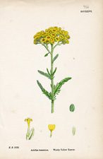 Woolly Yellow Tarrow
