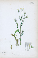 Blue Fleabane