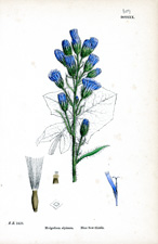 Blue Sow-thistle
