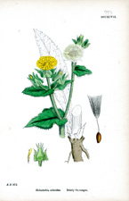 Bristly Ox-tongue
