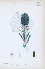 Common Butter-bur, sub-female