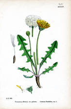 Common Dandelion