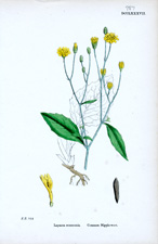 Common Nipple-wort