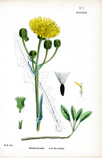Corn Sow-thistle