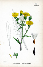 Hawk-weed Ox-tongue