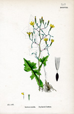 Ivy-leaved Lettuce