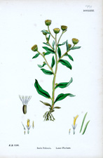 Lesser Fleabane